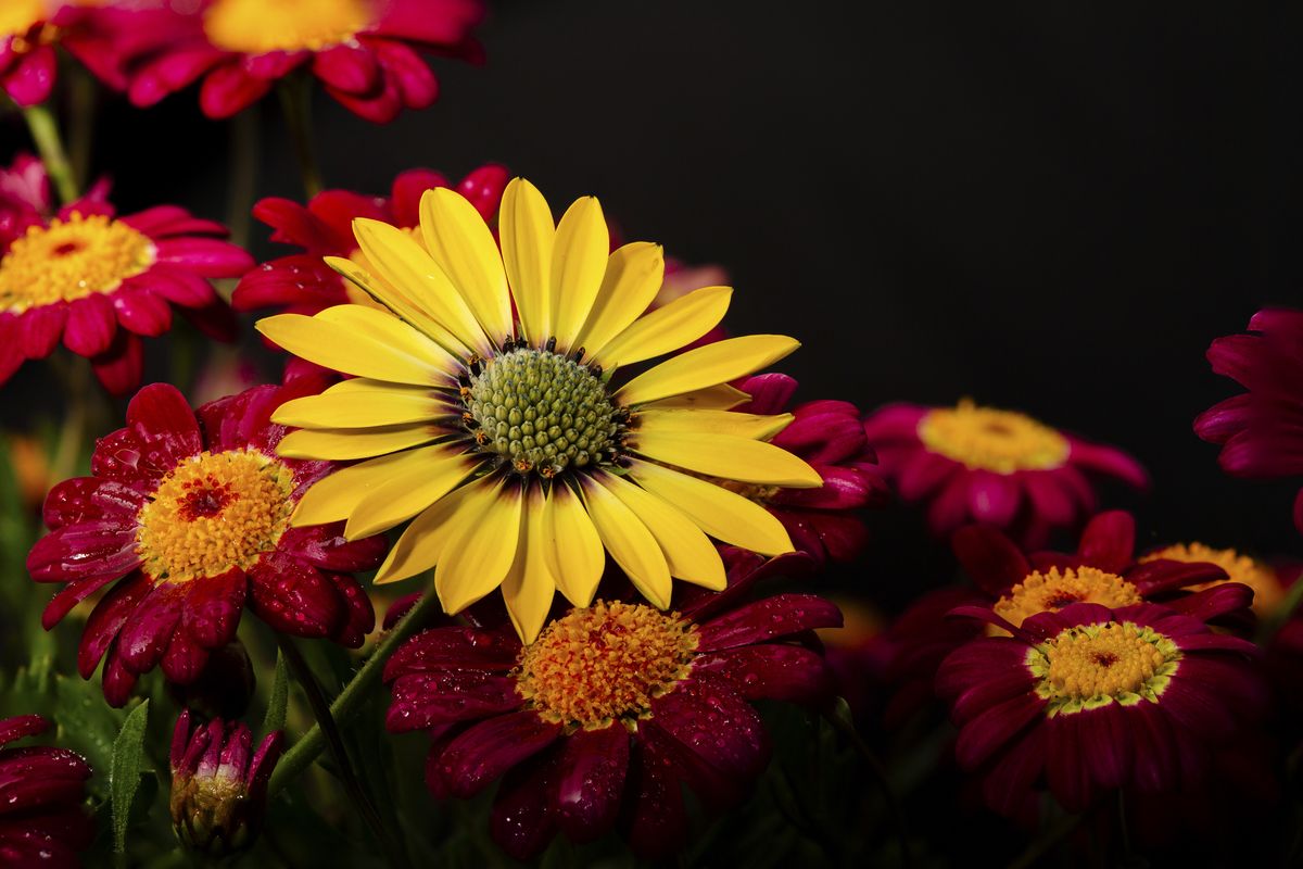 GuruShots Winning photos from The Power of Flowers competition