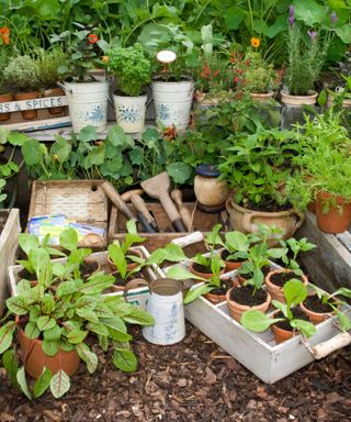 Herb garden with plants and garden tools