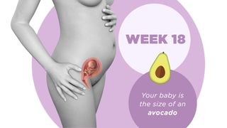 Pregnancy week by week 18