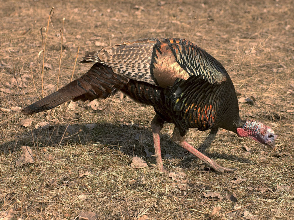 turkey hen feeding