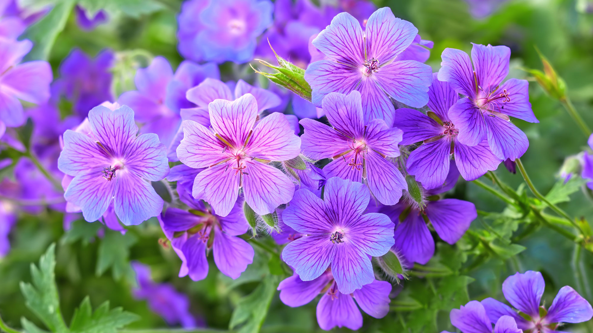 hardy geranium plant with bright purple blue flowers
