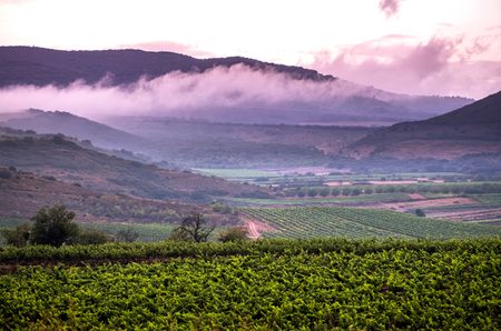 View down a valley with green vines in the foreground and hills in the background, with low clouds and mist rolling through