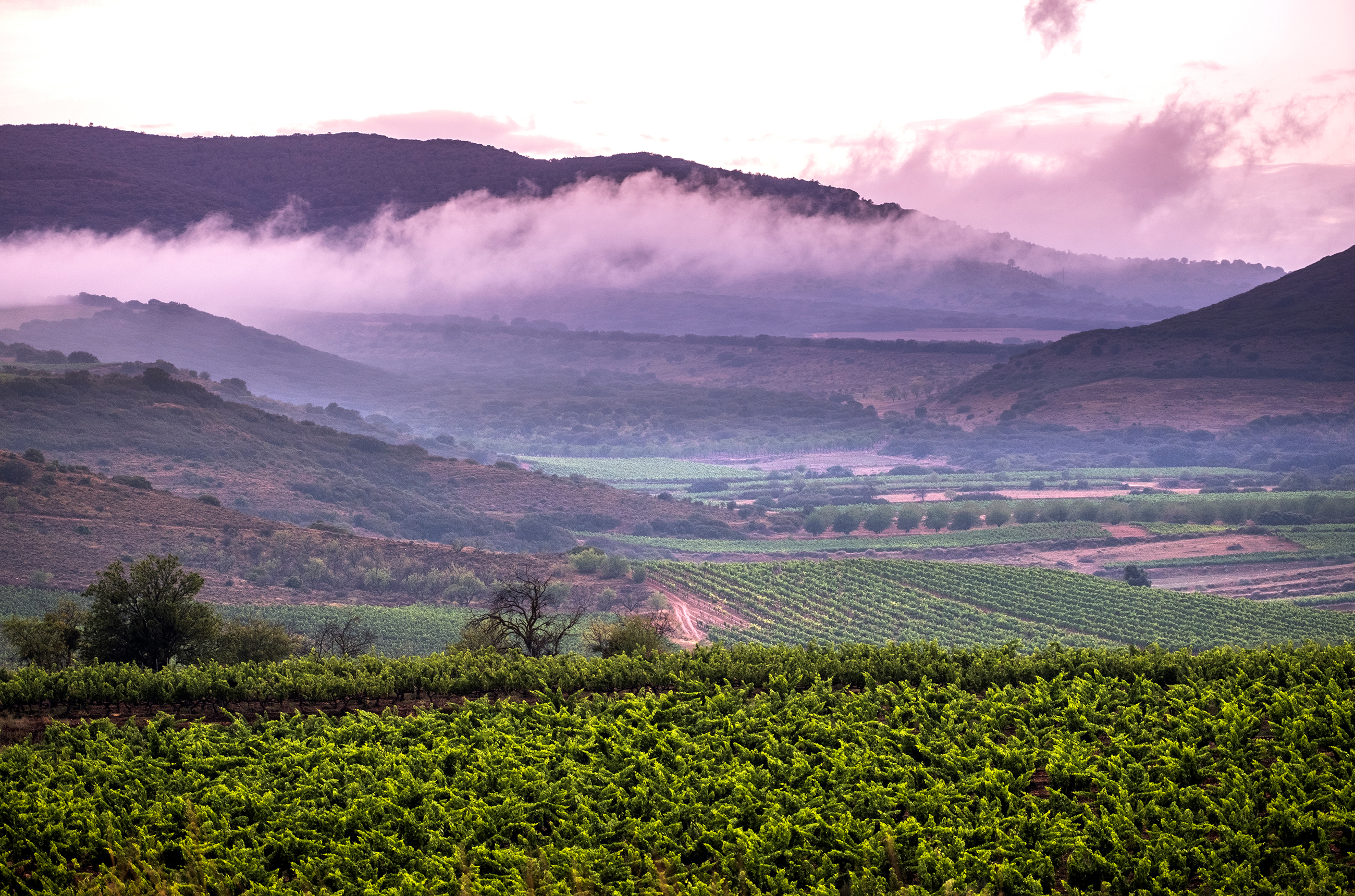 View down a valley with green vines in the foreground and hills in the background, with low clouds and mist rolling through