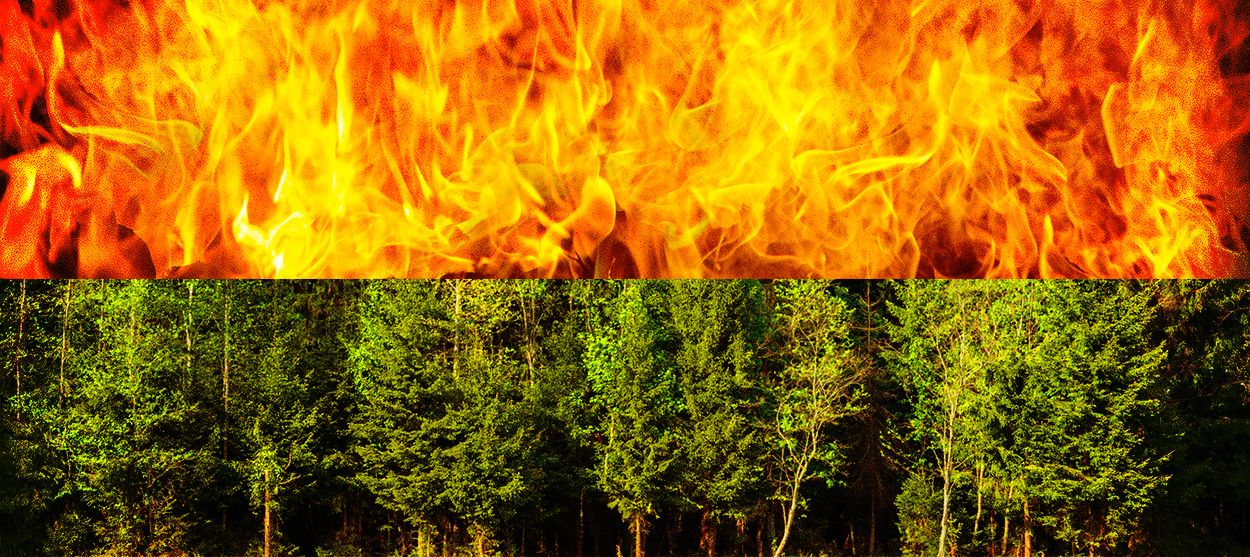 A forest and flames.