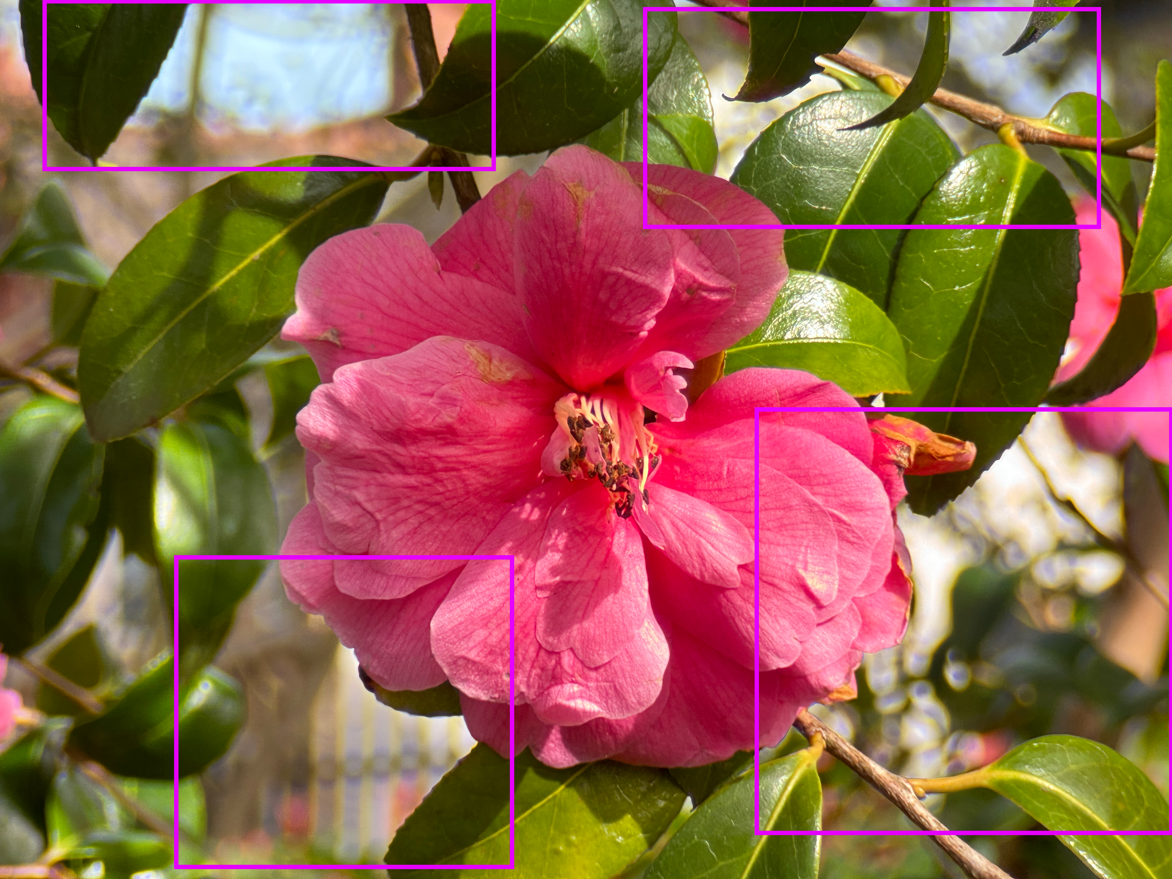 A photo of a pink flower and green leaves, taken on an iPhone 15 Pro using the Sandmarc tele lens