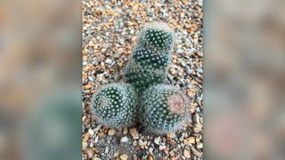 Close-up image of spiny ladyfinger cactus (Mammillaria elongata) in gravel cactus garden bed, male genitalia shaped grouping, elevated view.