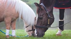 Teddy the Shetland pony with Valegro