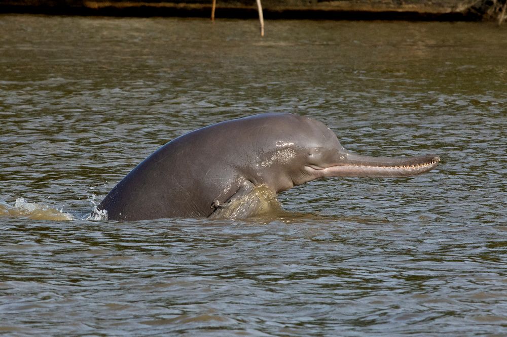 50 of the most endangered species on the planet | Live Science