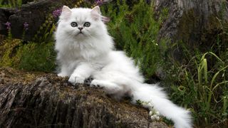 white persian kitten outside on rock
