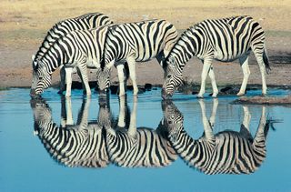 The waterholes of Etosha provide some excellent photo opportunities. Image: Digital Vision, Getty Images