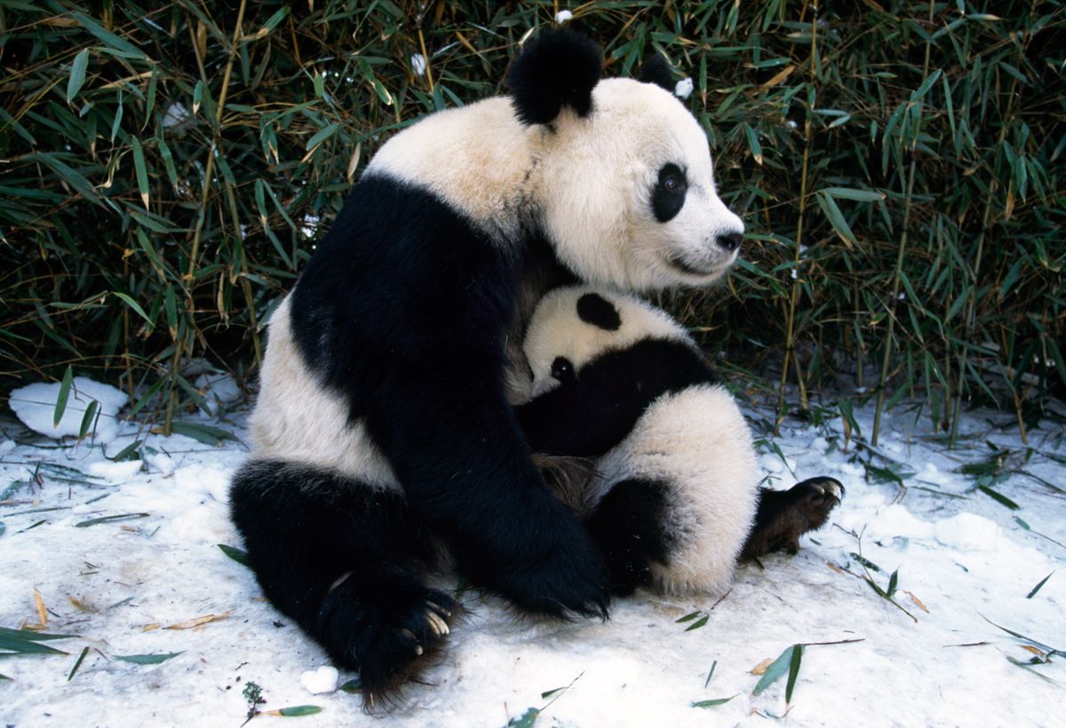 A giant panda and cub