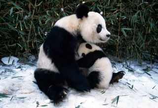 A giant panda and cub