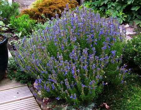 Hyssop Plant In Garden