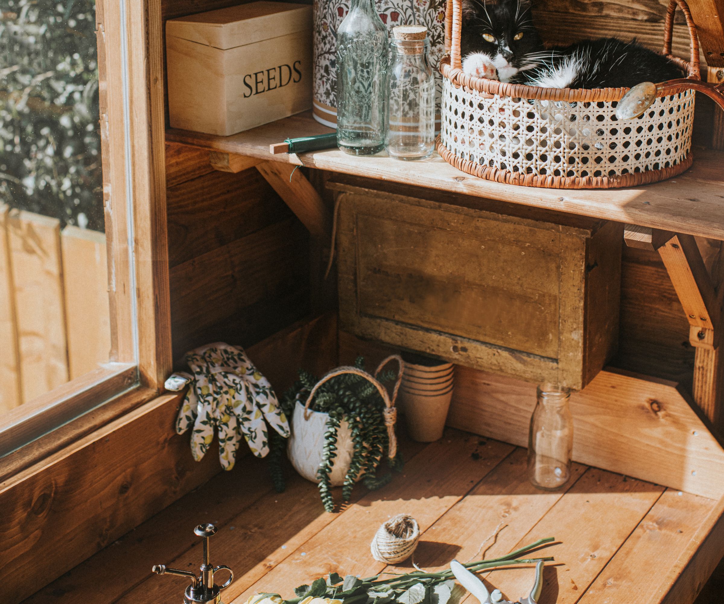 A cute, young, black and white domestic cat lies in a rattan basket on a shelf in a stylish greenhouse. She is relaxing in the warmth as sunlight streams through the window, illuminating horticultural equipment.