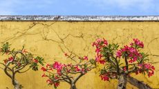 Desert rose with pink blooms set against a yellow wall