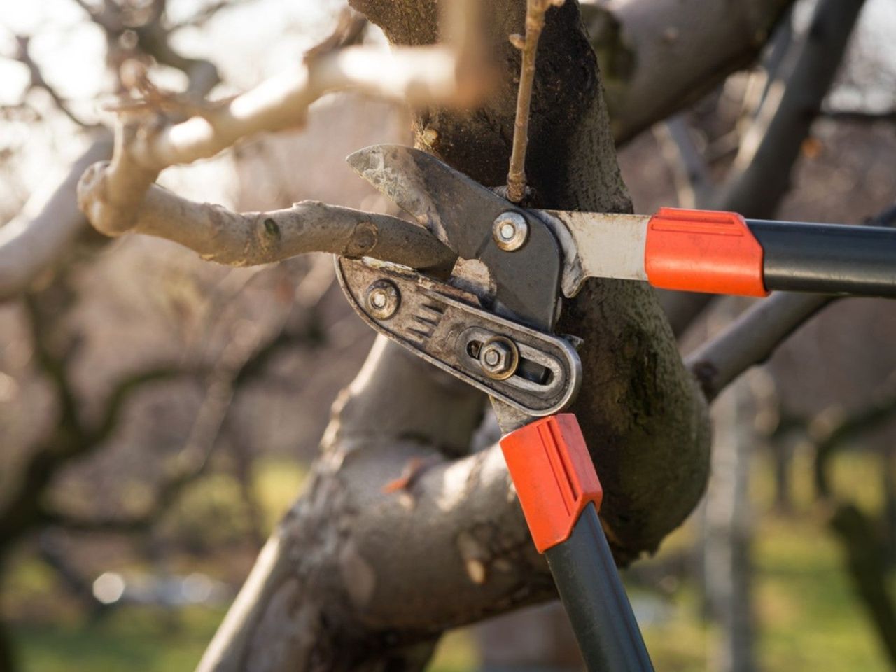 Pruning A Tree Branch