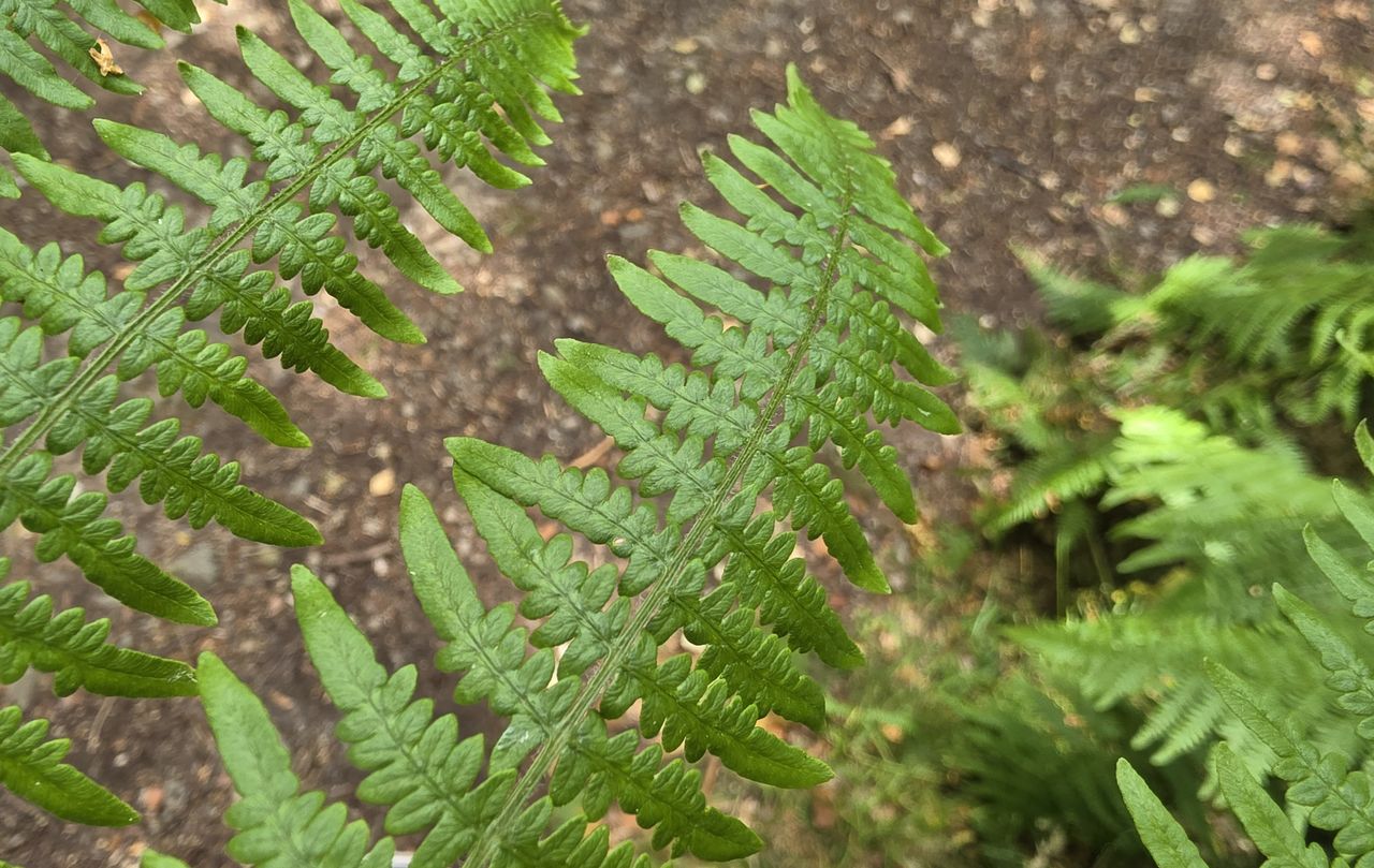 Samsung Galaxy Z Fold 8 review &ndash;&nbsp;camera sample image