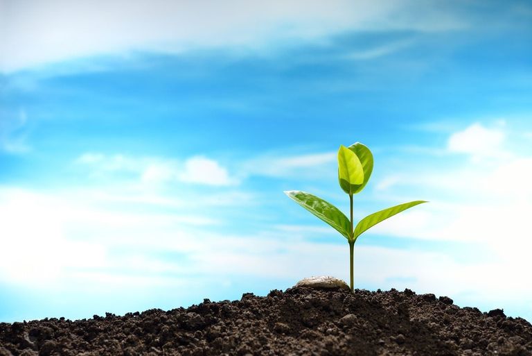 Do Plants Need Oxygen Is Oxygen Necessary For Plants Gardening Know How