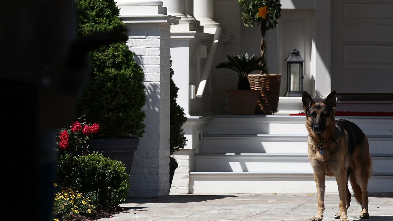 WASHINGTON, DC - MAY 10: Vice President Joe Biden&#039;s dog, Champ, stands during speechs during a Joining Forces service event at the Vice President&#039;s residence at the Naval Observatory May 10, 2012 in Washington, DC. U.S. first lady Michelle Obama and Biden joined with Congressional spouses to assemble Mother&#039;s Day packages that deployed troops have requested to be sent to their mothers and wives at home. (