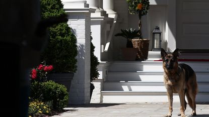 WASHINGTON, DC - MAY 10: Vice President Joe Biden's dog, Champ, stands during speechs during a Joining Forces service event at the Vice President's residence at the Naval Observatory May 10, 2012 in Washington, DC. U.S. first lady Michelle Obama and Biden joined with Congressional spouses to assemble Mother's Day packages that deployed troops have requested to be sent to their mothers and wives at home. (