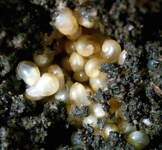 The offspring hatched out of the eggs about one week after they were laid. All of them had righty, or dextral-spiraling shells.