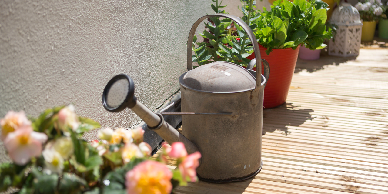 Metal watering can on wood decking terrace surrounded by plants in pots against white wall