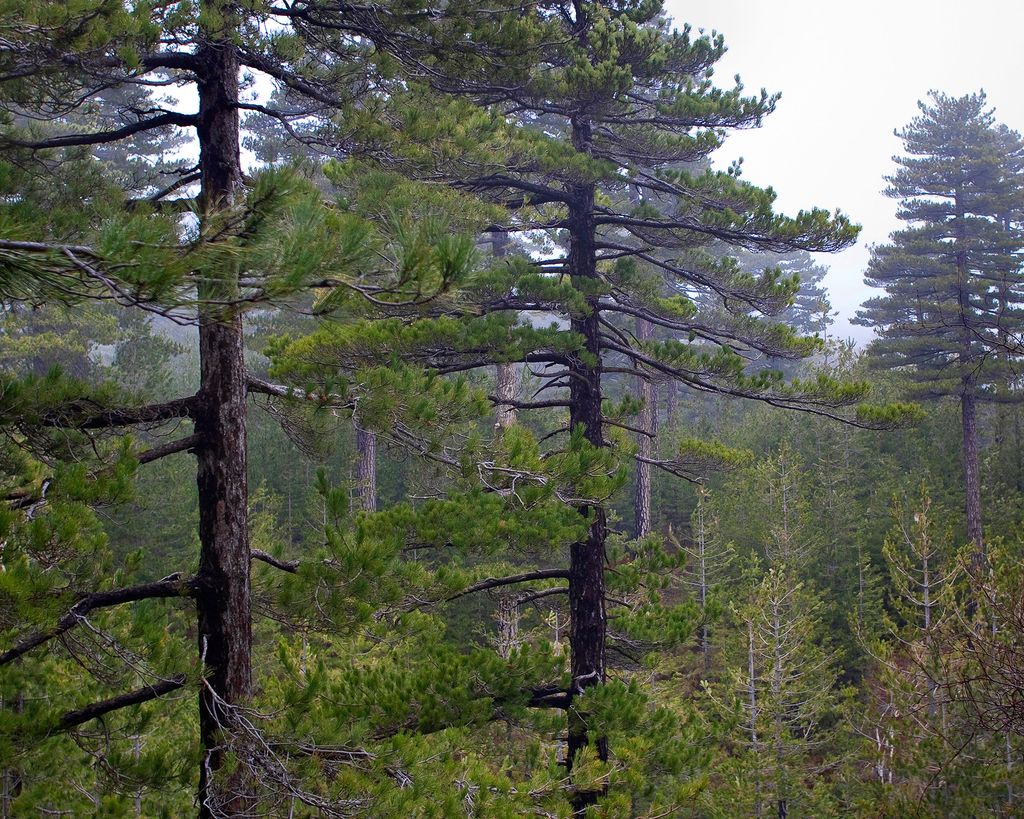 Best pine trees to grow 11 choices for yards of all sizes Gardeningetc