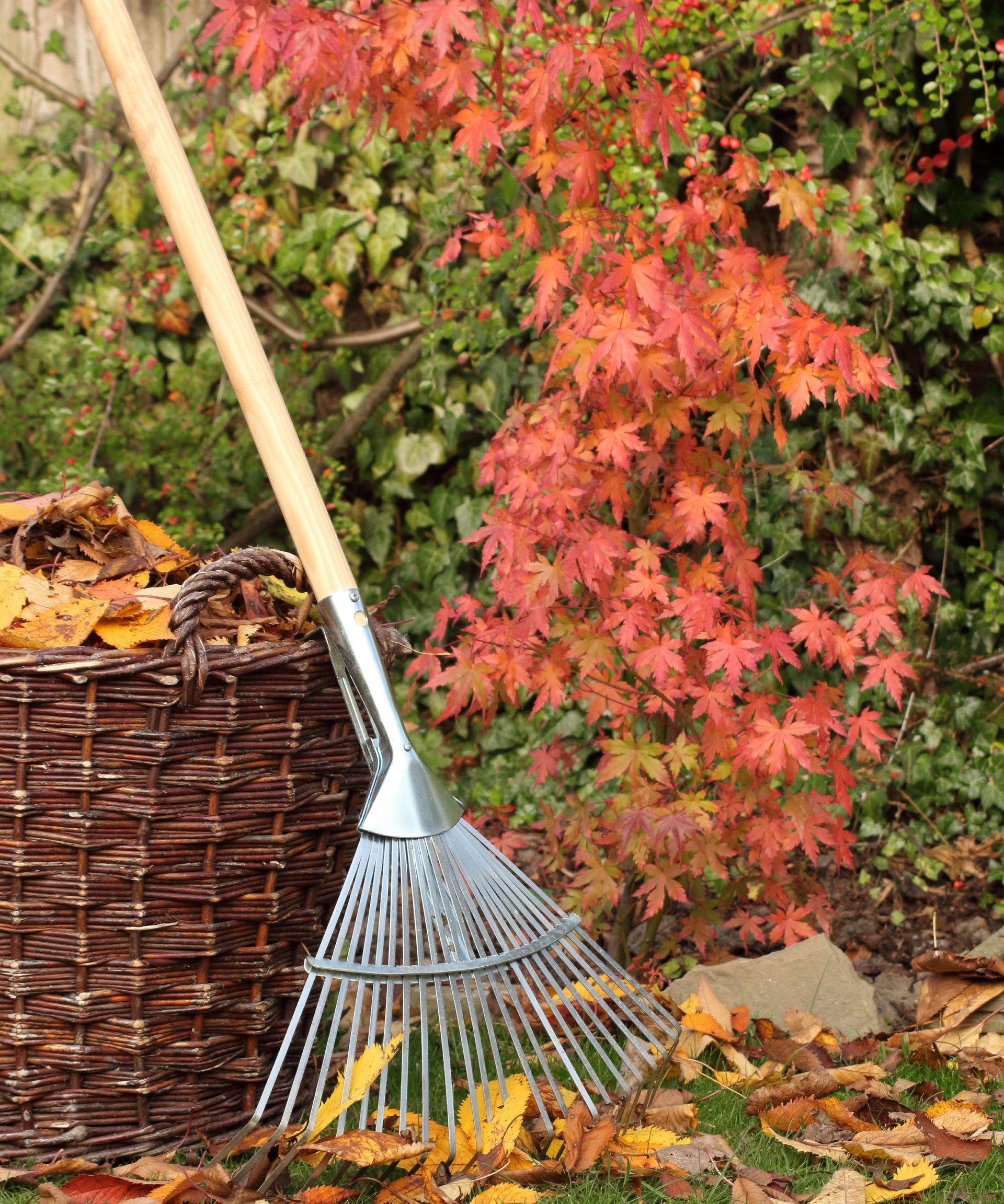 I tried these 4 methods to get rid of leaves this was the best