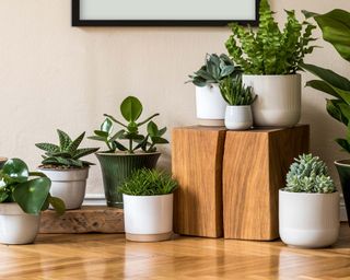 collection of cacti and houseplants in pots, with some raised on a wooden platform