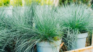 Festuca glauca in plant pots in the garden center