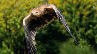 Using a shutter speed of 1/1000 sec has frozen the motion of this tawny eagle