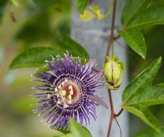 Passion flower in bloom in a garden