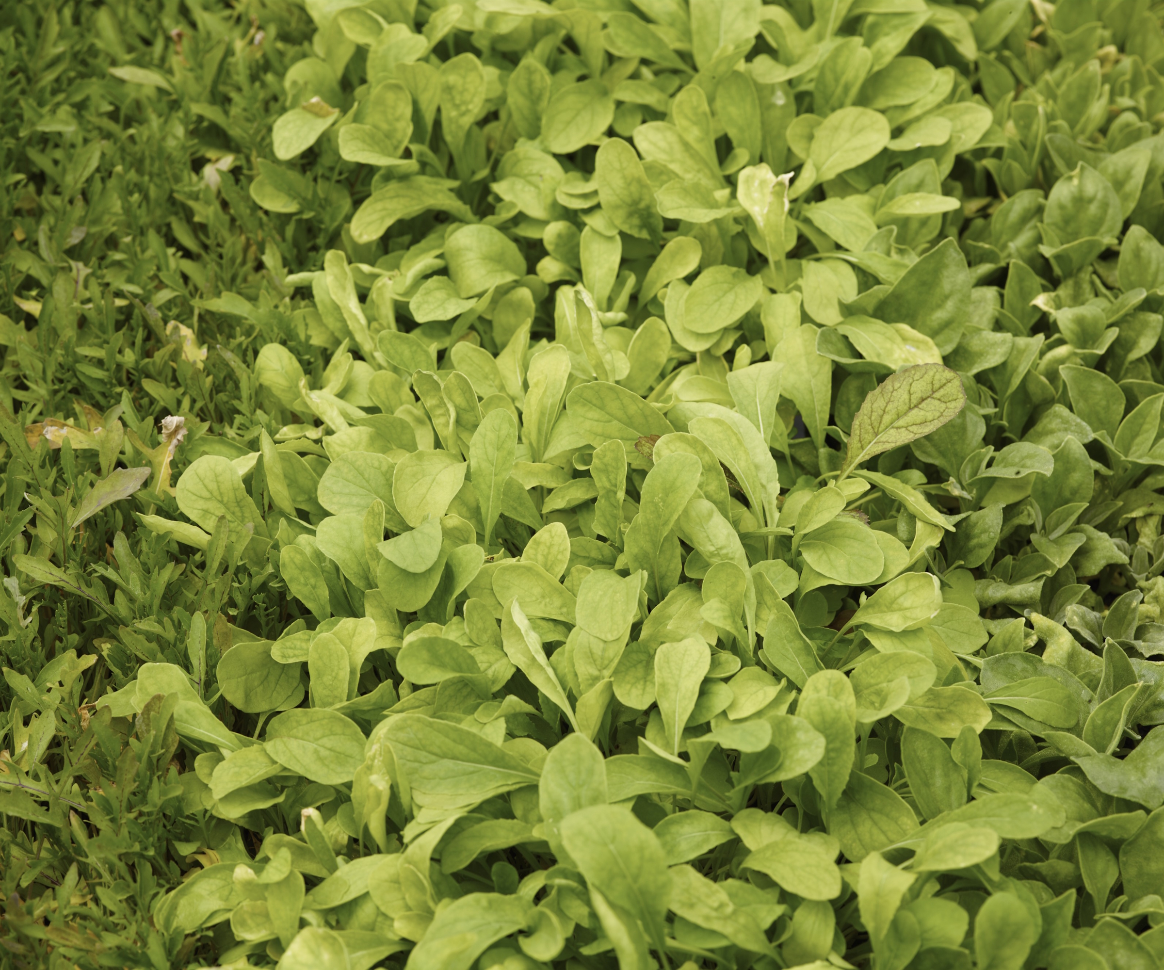 The light green leaves of Lamb's lettuce growing