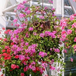 Pink trailing pelargoniums in hanging baskets