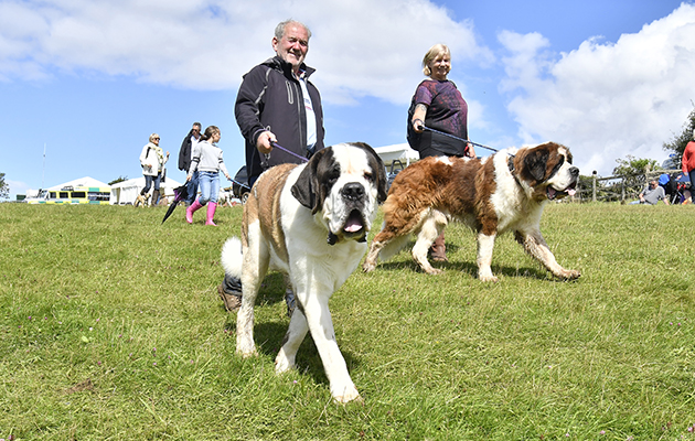 Pony or dog? These St Bernards are bigger than your average canine spectators