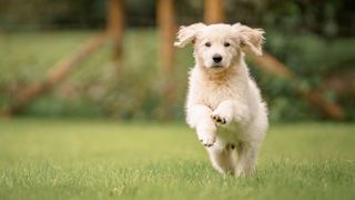 Golden retriever puppy running towards camera