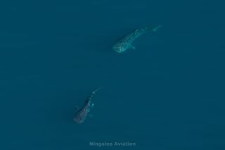 Here we see one whale shark swimming after another in the blue ocean.