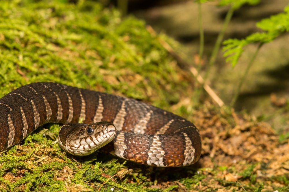 baby banded water snake