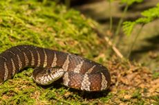 Northern water snake