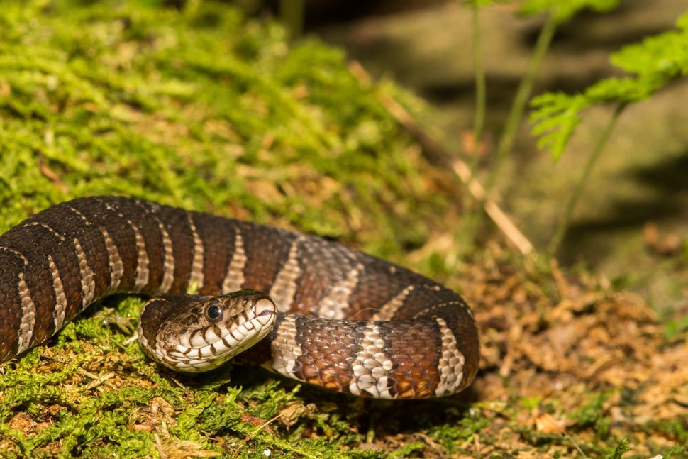 facts-about-water-snakes-live-science