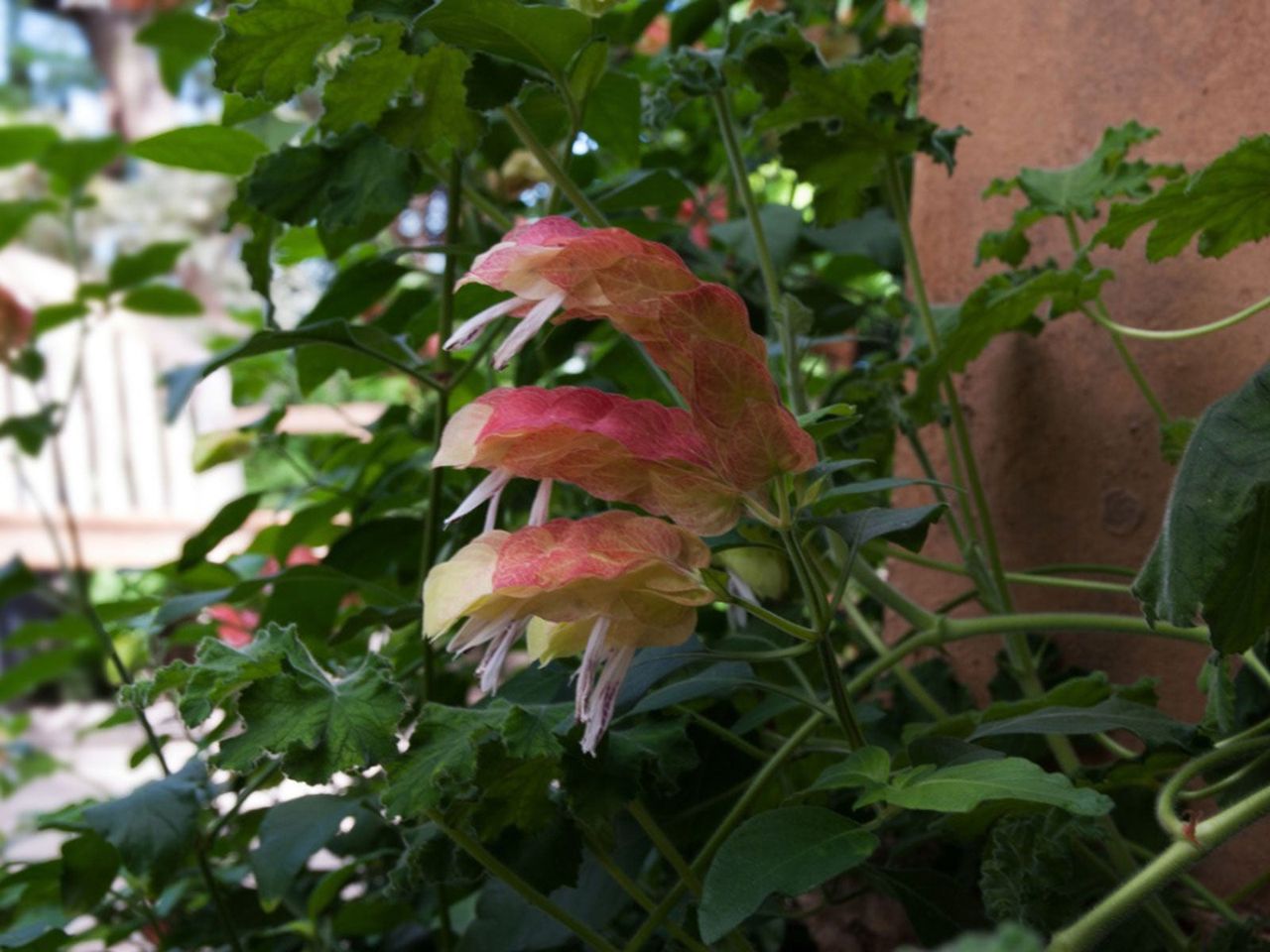 Outdoor Shrimp Plant