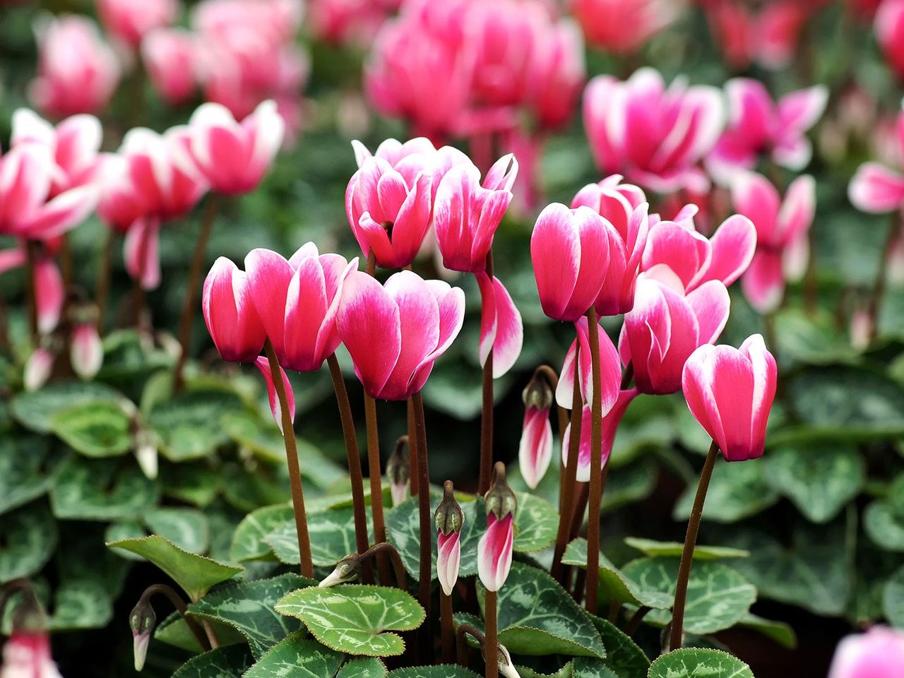 Cyclamen Care Essentials To Ensure Flowers Year After Year Gardening Know How