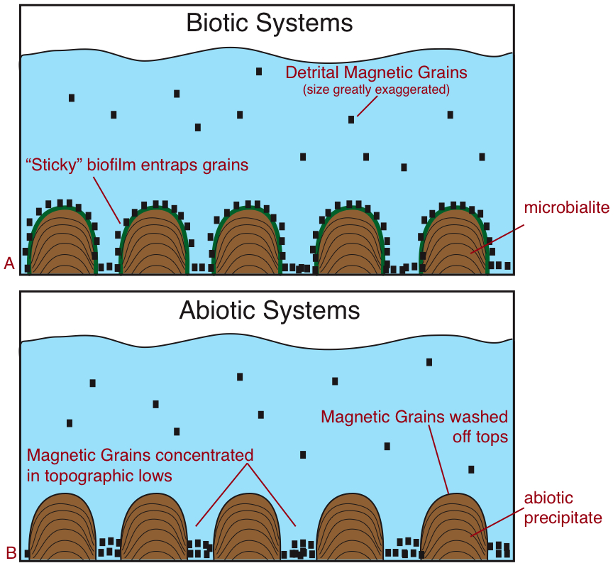A schematic showing how sticky biofilms trap more magnetite — and over a broader area — than mounds that formed abiotically (without the aid of living organisms). Some researchers think that future life-detection missions to Mars could search for such a magnetic signature.