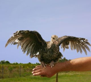 Wild turkey chick spreading wings