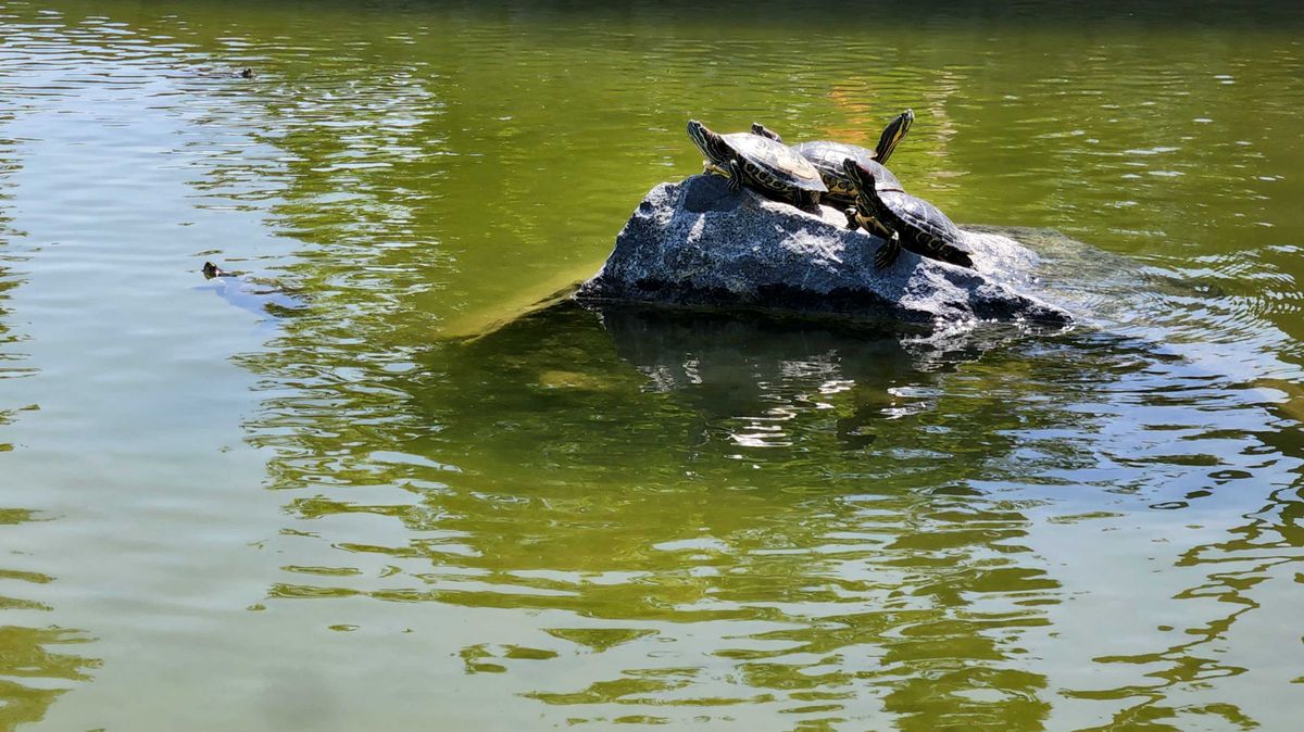 Samsung Galaxy S22 camera sample, 3x telephoto of turtles resting on a rock in a pond