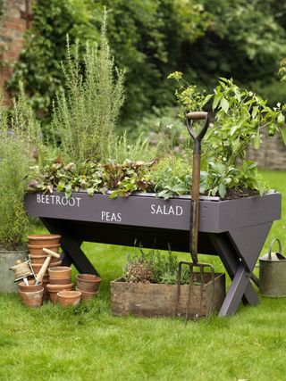 black trough vegetable planter in garden labeled with beetroot peas and salad