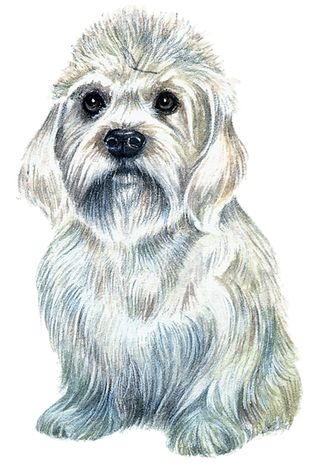 Dandie Dilmont terrier