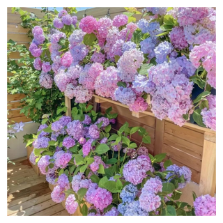 A shrub of mixed purple hydrangeas