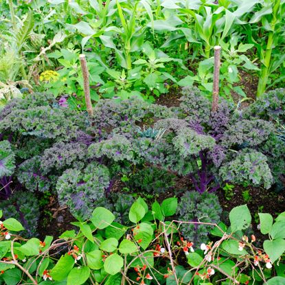 Close-up of a purple vegetable garden with kale, dwarf french beans and sweetcorn