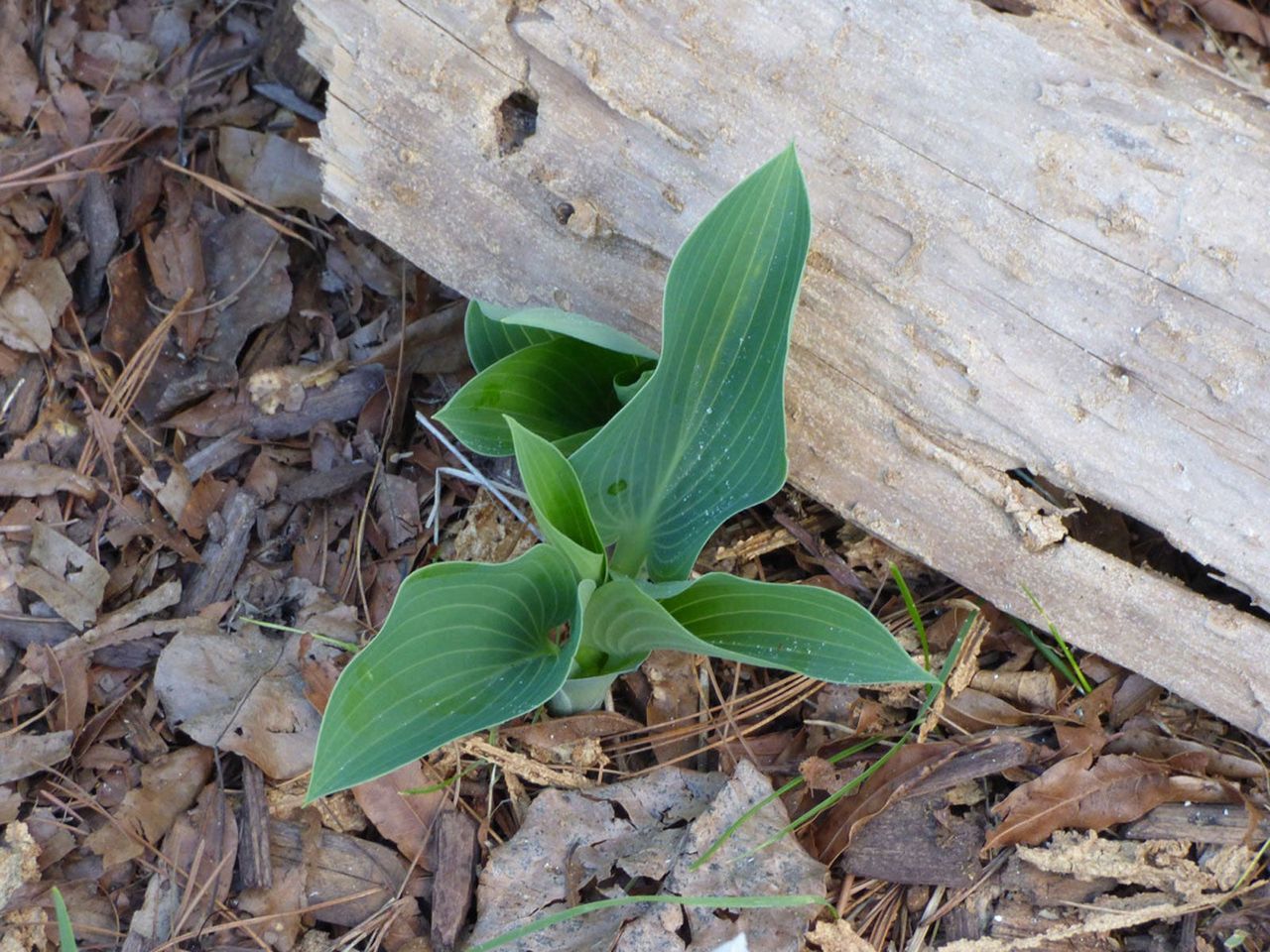 Hosta Plant In Mulch